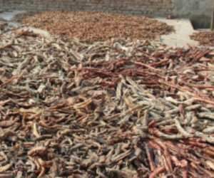 Animal bones found in a Moradabad Bakery; License suspended