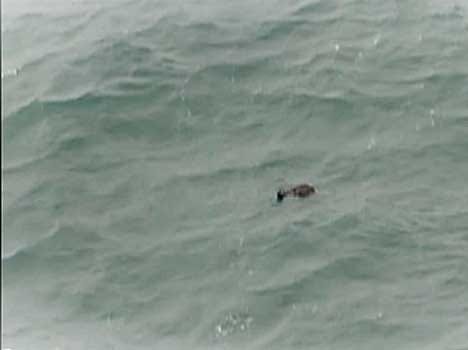 Air Asia QZ 8501 Plane crash search operation