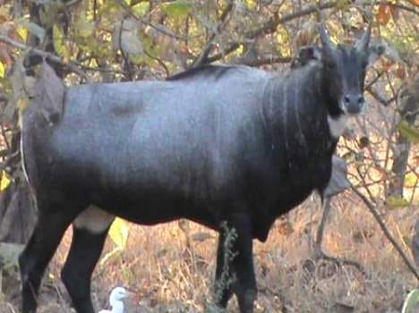 Bike collided with nilgai, rider died in himachal.