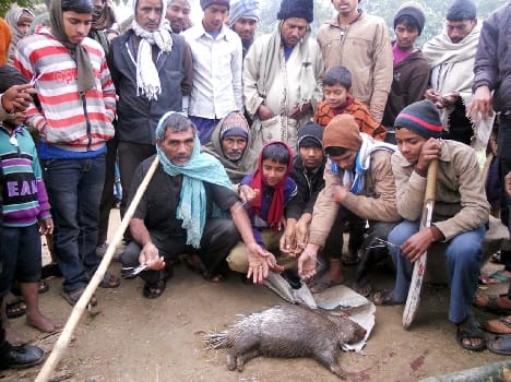 farmer hit by animal