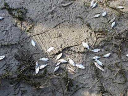 Eating fishes from Ganga and Yamuna can be Cancerous