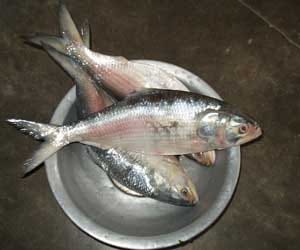 Eating fishes from Ganga and Yamuna can be Cancerous