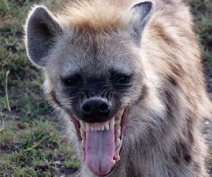 Hyenas attacks on a small girl in balrampur