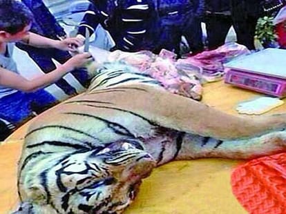 man who slaughtered tigers angd ate private parts