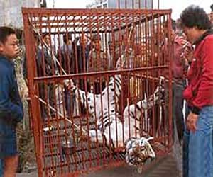 man who slaughtered tigers angd ate private parts