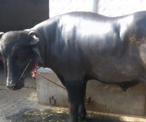 Grained Sold in 20 Lakh