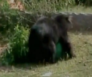 bear attacked on a man in chhattisgarh captured in camera.