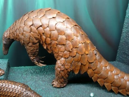 pangolin amazing behavior in park.