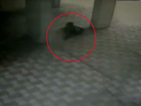 After falling four floor child was safe