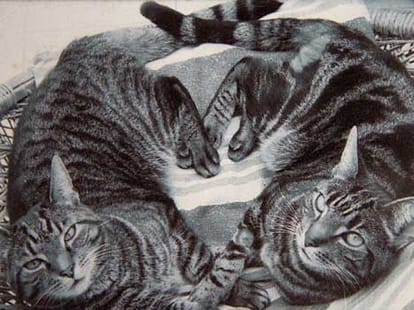 woman who married her cats