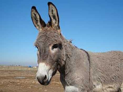 karnataka leader honours two donkeys for loyalty