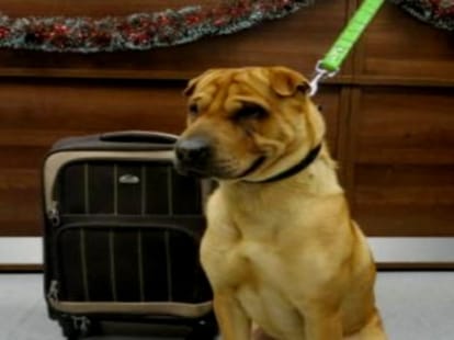 scotland dog with suitcase