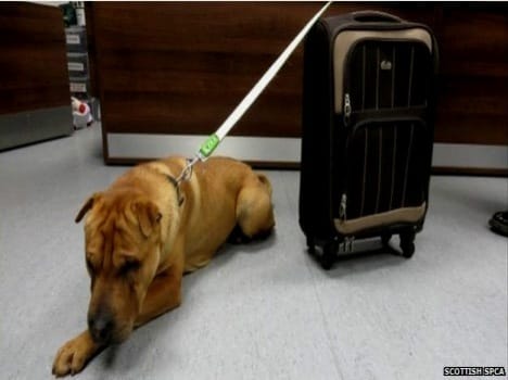 scotland dog with suitcase