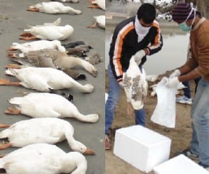 Swine flu is not the fear of bird flu now.