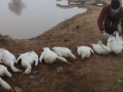 Bird flu terror in up