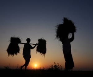 growing helplessness in farmers