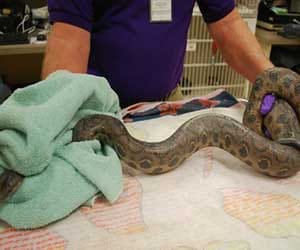 python found inside toilet 
