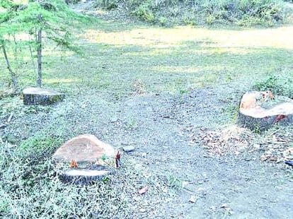 Illegal tree felling case: Himachal court granted bail to four accused