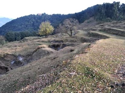 National green tribunal impose a penalty of 20 lakh rupee in illegal tree felling case tara devi shimla.