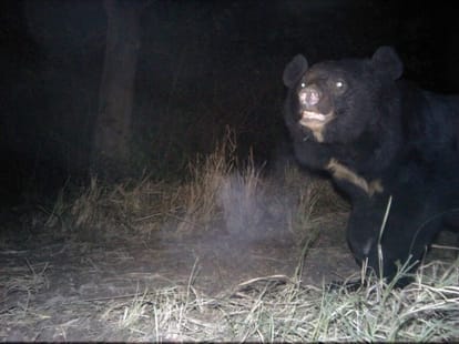 bear become dangerous for humans due to global warming.