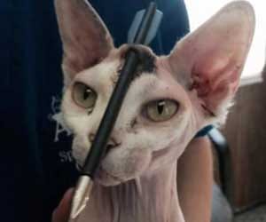 cat being shot in head with arrow