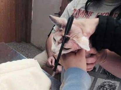 cat being shot in head with arrow