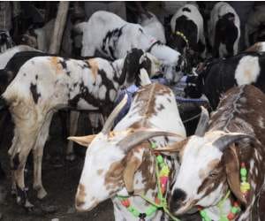 Animal sacrifice on the eve of lohri maghi in Sirmour Himachal Pradesh.