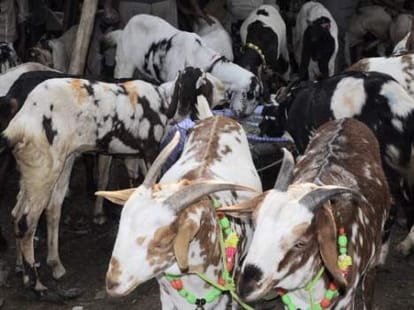 modern slaughter house in uttarakhand.