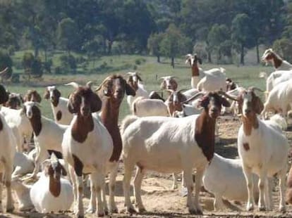 Animal sacrifice on the eve of lohri maghi in Sirmour Himachal Pradesh.