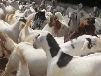 Animal sacrifice on the eve of lohri maghi in Sirmour Himachal Pradesh.