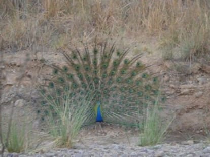 north-east woman kills peacock and eat raw