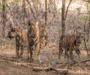 tiger security in india.