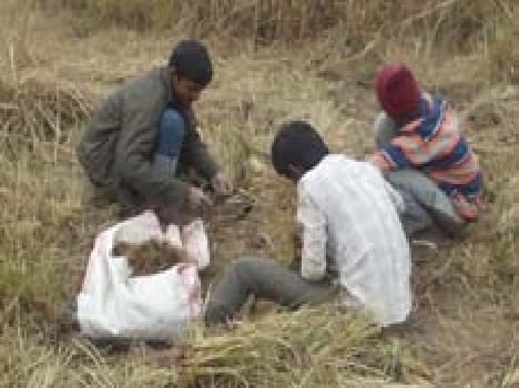 Kannauj's perfume industry is laced with grass roots