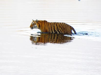 tiger population increased in uttarakhand.