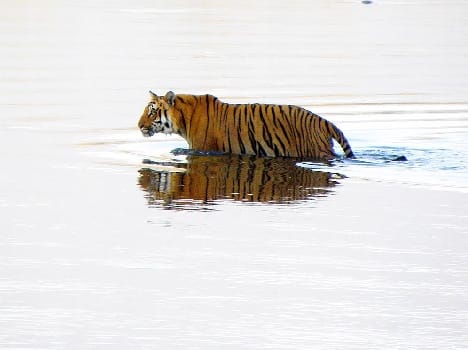 Finding tigress having difficulty Due to fog 