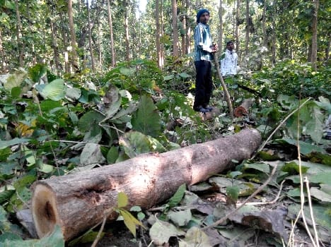 Five teak The trees get cut