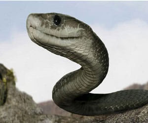 vert earth man eating snakes?