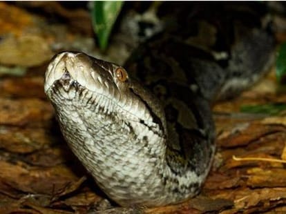 vert earth man eating snakes?