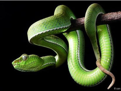 vert earth man eating snakes?