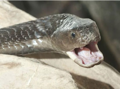 vert earth man eating snakes?