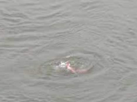 suicide case at bilaspur himachal.