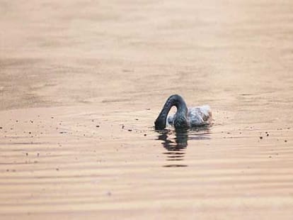 do animals also suicide?