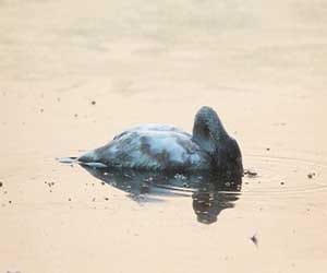 do animals also suicide?