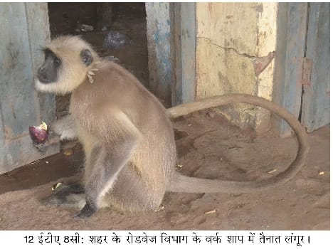 Baboon ' job '