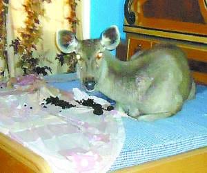 omg! Nylghau Spent Night on Bed 	