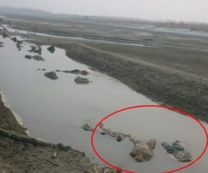 more than 100 dead bodies found in gangaghat.