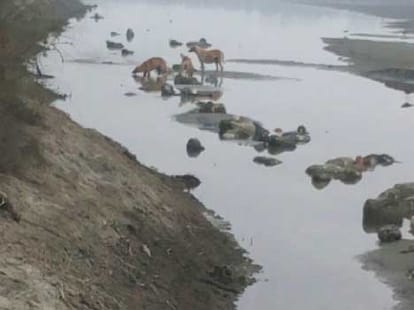 104 dead bodies found in ganga.