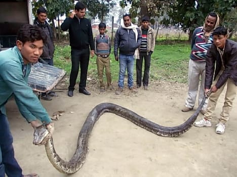 Found on Form 22 -foot- long python Gdnian