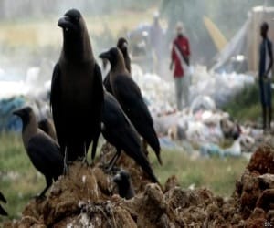 Crow eating baby girl foetus.