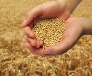 bad news, problem may be in purchasing wheat